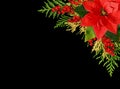 Red Christmas poinsettia flower, red berries and thuya twigs on green Christmas background for holiday card isolated on black Royalty Free Stock Photo