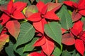 Red Christmas poinsettia flower.  Euphorbia pulcherrima or Christmas Star flower, top view, close up Royalty Free Stock Photo