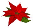 Red Christmas poinsettia flower isolated on white background. Royalty Free Stock Photo