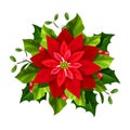 Red Christmas poinsettia flower. Vector illustration. Royalty Free Stock Photo