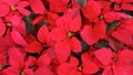 Red Christmas Poinsettia plant in winter of Thailand