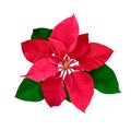 Christmas star hand drawn poinsettia flower isolated on a white background. Royalty Free Stock Photo