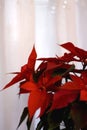 Christmas Star Plant Royalty Free Stock Photo
