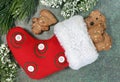 Red Christmas stocking with blueberry oat dog cookies Royalty Free Stock Photo