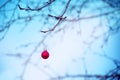 Red Christmas tree glass ball on a branch against a blue sky background, close-up, soft selective focus. Royalty Free Stock Photo