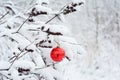 A red Christmas tree ornament, Christmas tree bauble, toy, sphere, ball is hanging on a tree branch richly covered with snow with Royalty Free Stock Photo