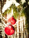 Red christmass balls on spruce tree branch Royalty Free Stock Photo