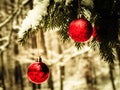 Red christmass balls on spruce tree branch Royalty Free Stock Photo
