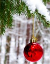 Red christmass balls on spruce tree branch Royalty Free Stock Photo
