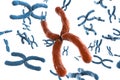 Red chromosome Royalty Free Stock Photo