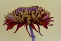 Red Chrysant Royalty Free Stock Photo