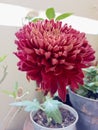 Red chrysantemum morifolium flower photos Royalty Free Stock Photo