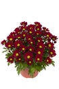 Red chrysantemum Royalty Free Stock Photo