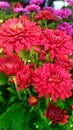 Red Chrysanth (Chrysanthemum morifolium Ramat.) Royalty Free Stock Photo