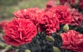 red chrysantheme Royalty Free Stock Photo