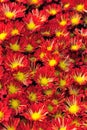 Red chrysanthemum