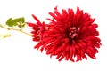 Red chrysanthemum