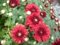 Red chrysanthemum in autumn garden Royalty Free Stock Photo
