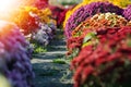 Red chrysanthemum. Beautiful autumn flower in a garden decor. Floral background for design. Royalty Free Stock Photo