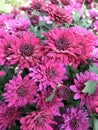 The red chrysanthemum in bloom on Christmas day.