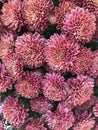 The red chrysanthemum in bloom on Christmas day.