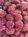 The red chrysanthemum in bloom on Christmas day.