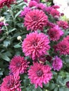 The red chrysanthemum in bloom on Christmas day.