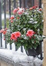 Red chrysanthemum bush covered with snow