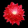 Red chrysanthemum flower on black isolated background with clipping path. Cl Royalty Free Stock Photo