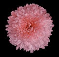 Red chrysanthemum flower. Black isolated background with clipping path. Closeup no shadows. For design. Royalty Free Stock Photo