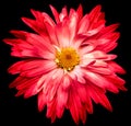 Red chrysanthemum flower on black isolated background with clipping path. Closeup. Royalty Free Stock Photo