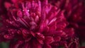 Red chrysanthemum flower closeup.Floral background. Autumn still life