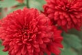 Red chrysanthemum flower in garden Royalty Free Stock Photo