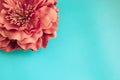 Red chrysanthemum flower on green blue background Royalty Free Stock Photo