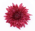 Red Chrysanthemum Flower Isolated over White Background Royalty Free Stock Photo