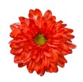 Red Chrysanthemum Flower Isolated over White Background Royalty Free Stock Photo