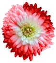 Red chrysanthemum. Flower on white isolated background with clipping path. For design. Closeup. Royalty Free Stock Photo
