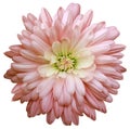 Red  chrysanthemum.  Flower on a white isolated background with clipping path.  For design.  Closeup. Royalty Free Stock Photo