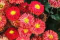 Red chrysanthemum flowers Royalty Free Stock Photo