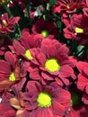 Red Chrysanthemum isolated. Beautiful bouquet of red flowers on black background Royalty Free Stock Photo