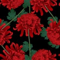 Red Chrysanthemum, Kiku Japanese Flower on Black Background. Vector Illustration