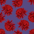 Red Chrysanthemum, Kiku Japanese Flower on Purple Background. Vector Illustration