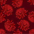 Red Chrysanthemum, Kiku Japanese Flower on Red Background. Vector Illustration