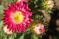 Red Chrysanthemum or Mums Flowers in Garden with Natural Light on Left Frame
