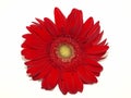 Red Chrysanthemum on White