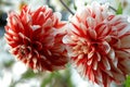 Red Chrysanthemums