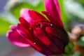 Red chrysanthemums flowering plants in natural light Royalty Free Stock Photo