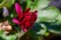 Red chrysanthemums flowering plants in natural light Royalty Free Stock Photo