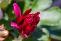 Red chrysanthemums flowering plants in natural light Royalty Free Stock Photo