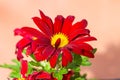 Red chrysanthemums flowering plants over copper Royalty Free Stock Photo